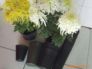 规模化培育利器 经济型花卉周转筐供应商推荐！热镀管批量最优选——玉田县欣然塑料制品厂