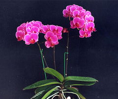 福建日怡花卉 传承技艺，绽放闽南情怀