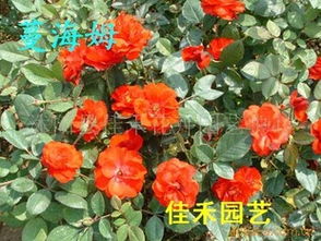 精品月季园全面供应 保鲜快递与花卉苗木一站式服务