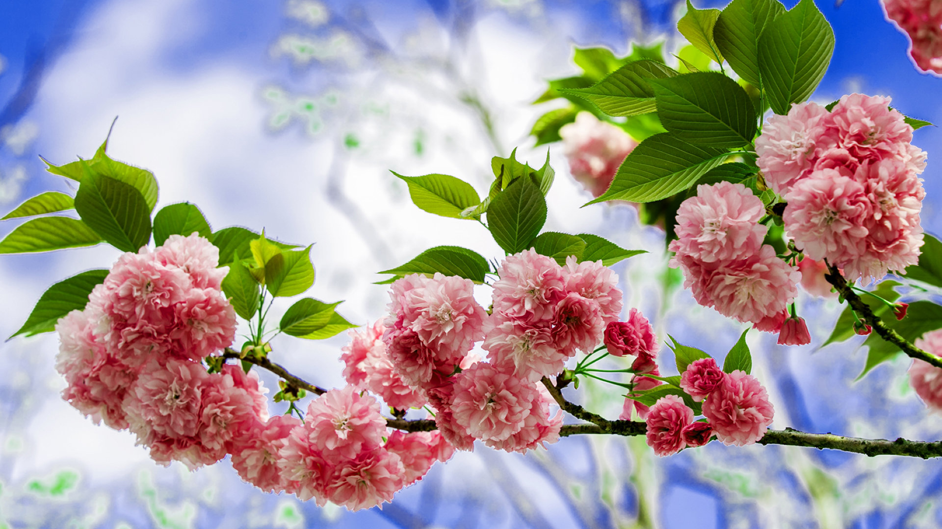 蔷薇科灿烂樱花图片壁纸合集6P下载高清大图预览1920x1080_植物壁纸下载_美桌网