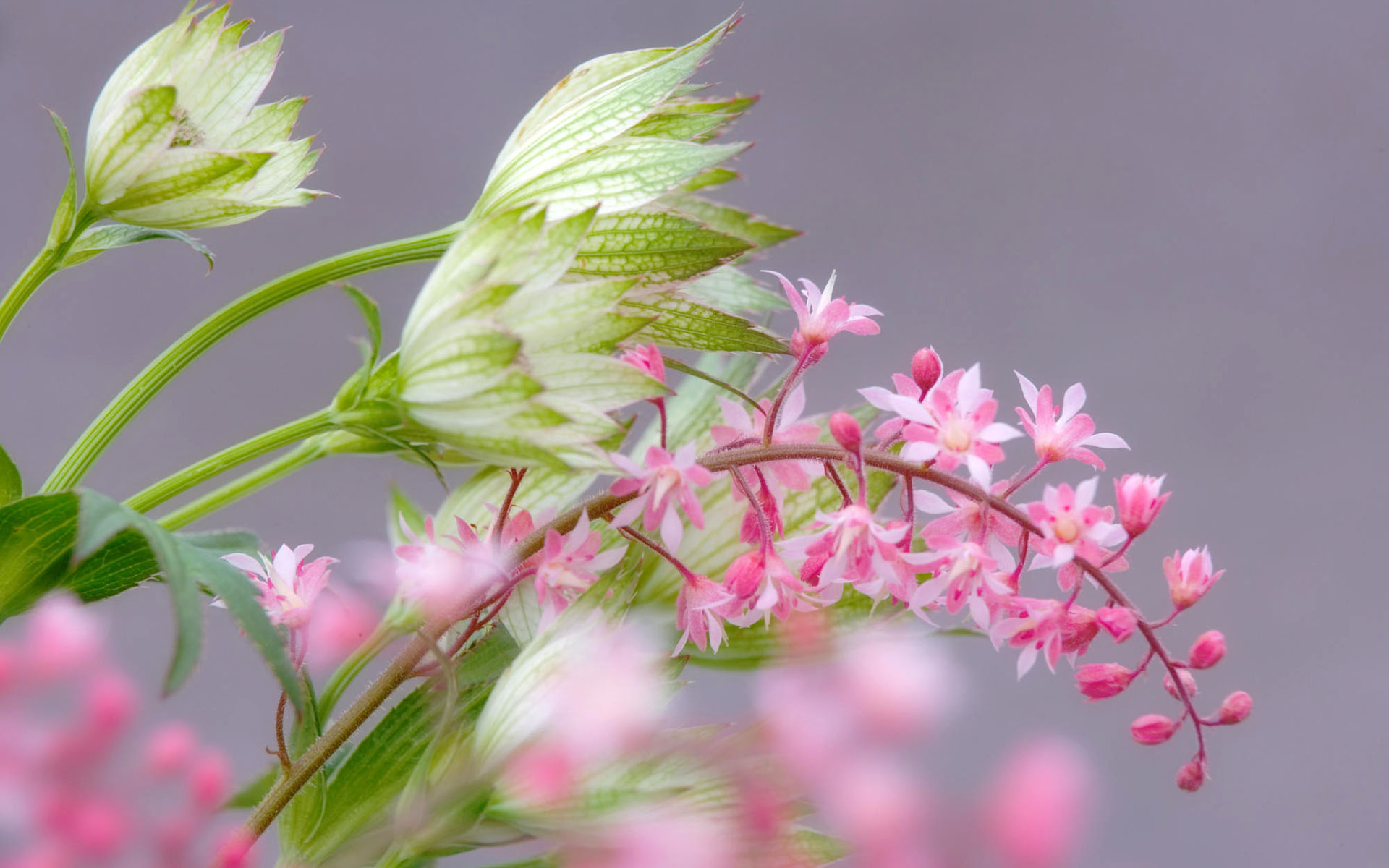 盛开鲜花 高清宽屏壁纸